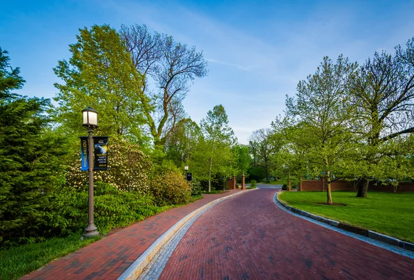 Alberi lungo un vialetto della Johns Hopkins University, a Baltimora — Foto Stock
