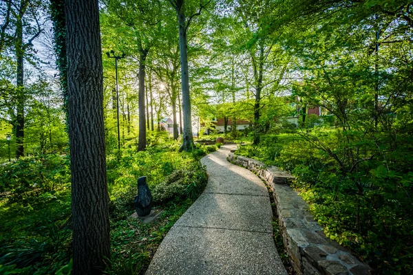 Caminhada por uma pequena floresta na Universidade Johns Hopkins, em B — Fotografia de Stock