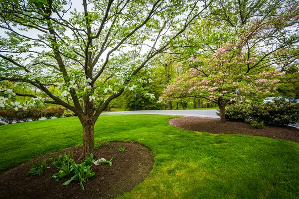 Colores de primavera en la Universidad de Notre Dame de Maryland, en Baltimore — Foto de Stock