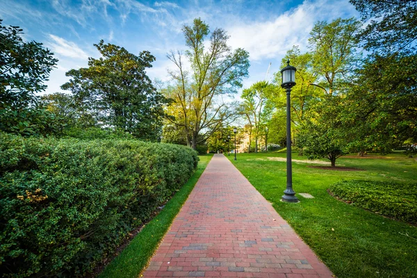 Lightpost and trees along a path at Johns Hopkins University, in — Stock Photo, Image