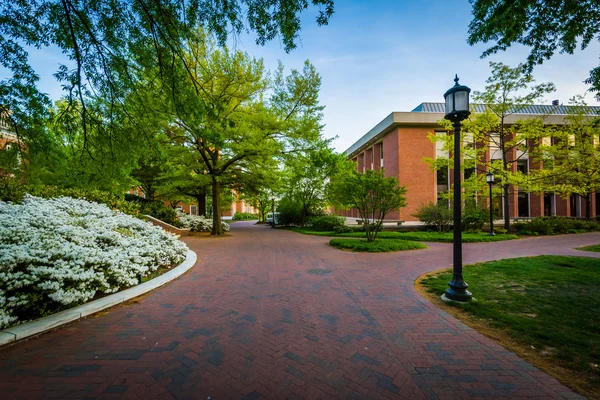 Jardin et bâtiments le long des allées de l'Université Johns Hopkins , — Photo