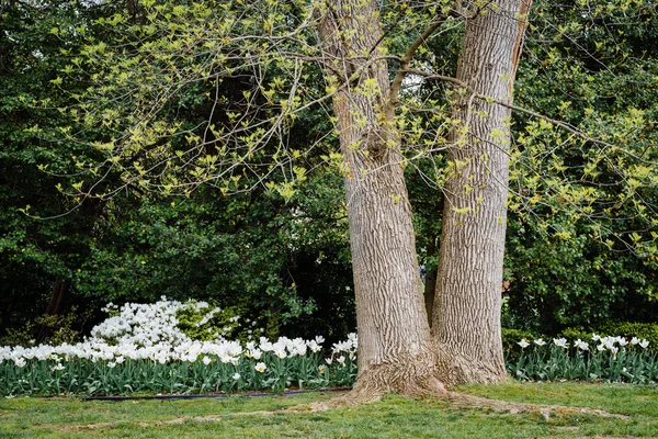 Árbol y jardines en Sherwood Gardens Park en Guilford, Baltimore — Foto de Stock