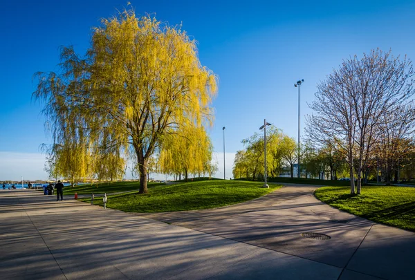 Chodniki i kolor wiosny w Harbourfront w Toronto, Ontari — Zdjęcie stockowe