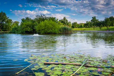 Baltimore, maryland patterson Park su birikintisi içinde zambak yastıkları. 