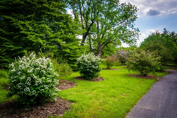 Bushes and trees along a walkway at Cylburn Arboretum, Baltimore — Stock Photo, Image