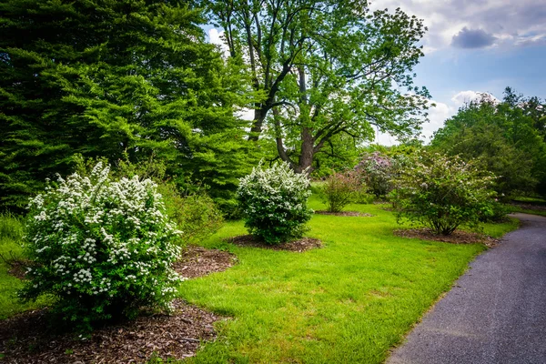 Arbustos y árboles a lo largo de una pasarela en Cylburn Arboretum, Baltimore — Foto de Stock