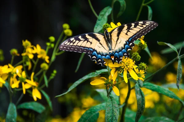 Swallowtail butterfly on yellow flowers in Shenandoah National P — Stock Photo, Image