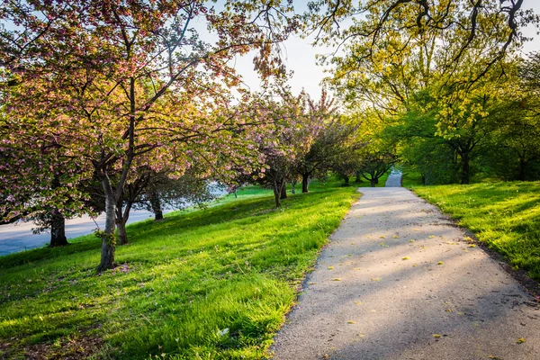 Colorful trees along a path in Druid Hill Park, Baltimore, Maryl — Stock Photo, Image