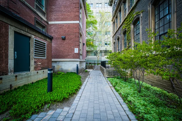 Chodnik między budynkami na Uniwersytecie w Toronto, w Toron — Zdjęcie stockowe