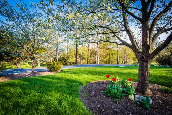 Jardines y árboles en la Universidad de Notre Dame de Maryland, en Balti — Foto de Stock