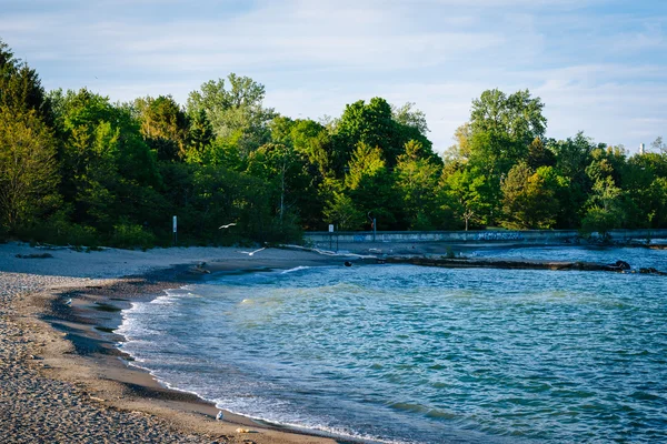 Bir plaj Merkezi Island, Toronto, Ontario. — Stok fotoğraf
