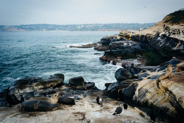 Aves y lobos marinos sobre rocas a lo largo del Océano Pacífico, en La Joll — Foto de Stock