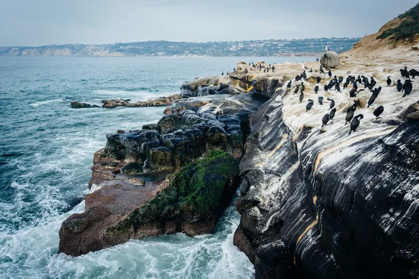 Oiseaux sur les rochers le long de l'océan Pacifique, à La Jolla, Californie . — Photo