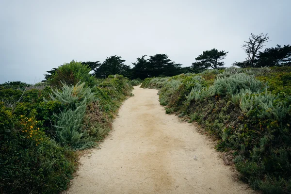 Trail at Point Lobos State Natural Reserve, in Carmel, Californi — Stock Photo, Image