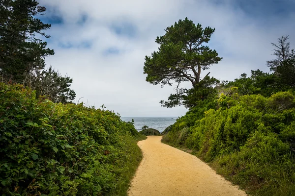 Trail di Point Lobos State Natural Reserve, di Carmel, Californi — Stok Foto