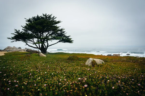 Tree and flowers in Pacific Grove, California. — Stock Photo, Image