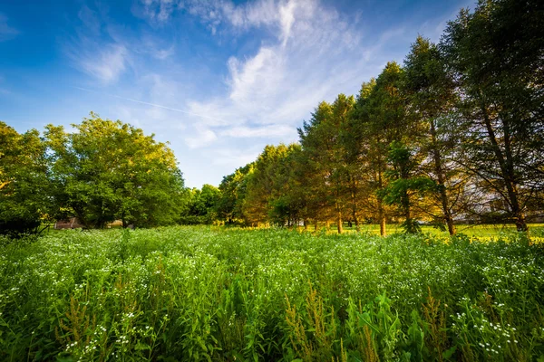 Grasses and trees in a field in rural York County, Pennsylvania. — Stock Photo, Image