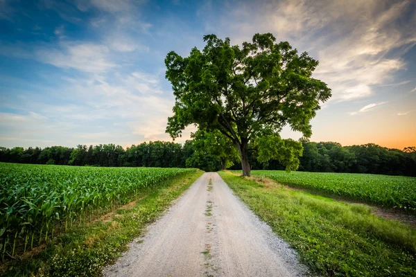 Tree along a dirt road at sunset, near Jefferson in rural York C — Stock Photo, Image