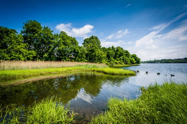 Gräs och träd längs floden Seekonk i Providence, Rhode — Stockfoto