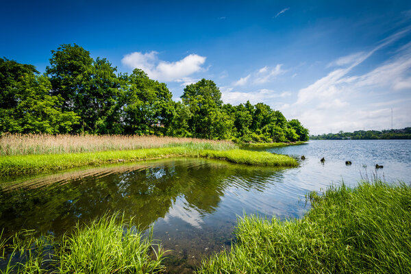 Grasses and trees along the Seekonk River, in Providence, Rhode 