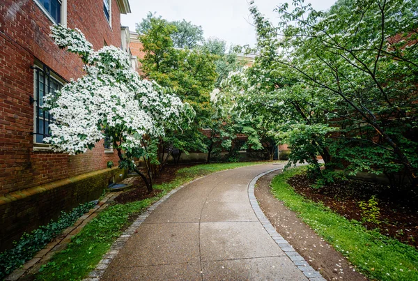 Árboles a lo largo de pasarela y edificios en la Universidad Brown, en Provid — Foto de Stock