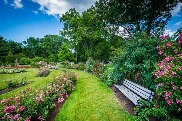 Rozentuinen op Elizabeth Park, in Hartford, Connecticut. — Stockfoto