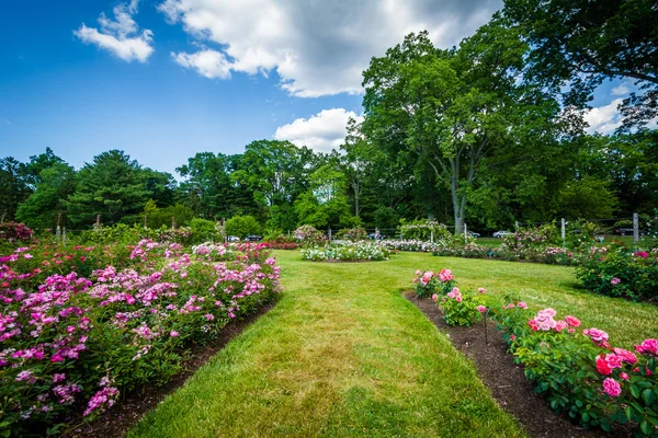 Jardines de rosas en Elizabeth Park, Hartford, Connecticut . —  Fotos de Stock