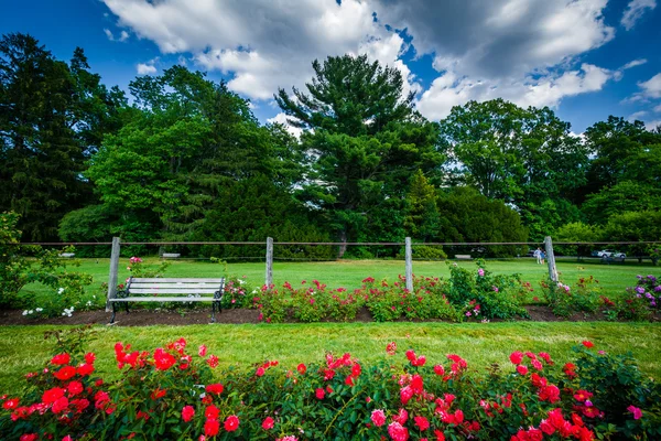 Jardim de rosas no Elizabeth Park, em Hartford, Connecticut . — Fotografia de Stock
