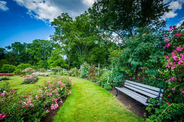 Rosenträdgård på Elizabeth Park, i Hartford, Connecticut. — Stockfoto