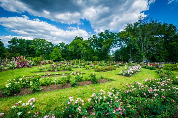 Elizabeth Park, Hartford, Connecticut gül bahçeleri. — Stok fotoğraf