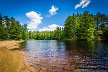 Bir göl ayı Brook State Park, New Hampshire, kumsalda.