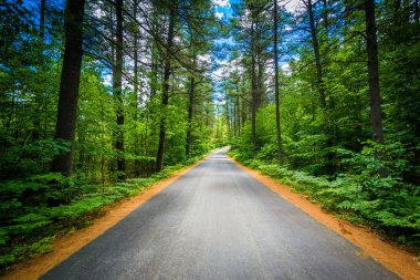 Road through a forest at Bear Brook State Park, New Hampshire. clipart
