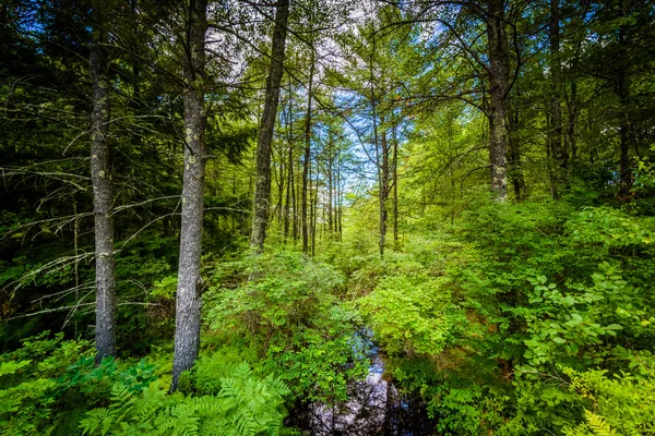 Patak és az erdőben a medve Brook State Park, New Hampshire-ben. — Stock Fotó