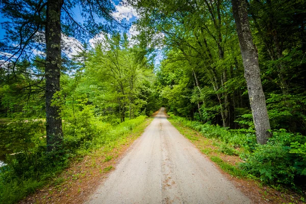 Polnej drodze w lesie w Bear Brook State Park, New Hampshire. — Zdjęcie stockowe