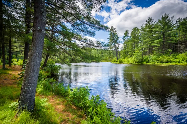 Jezioro w Bear Brook State Park, New Hampshire. — Zdjęcie stockowe