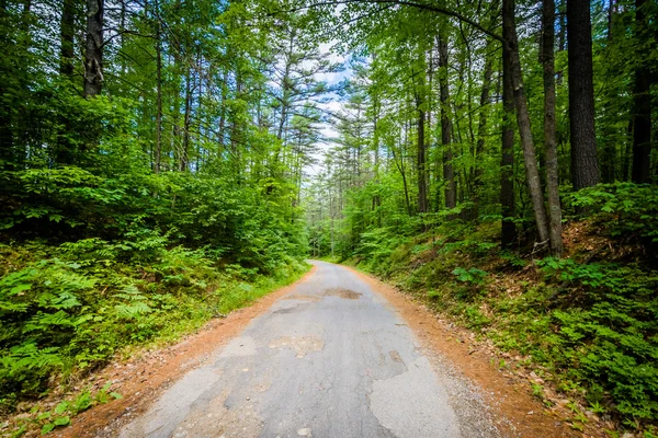 Narrow road in the forest at Bear Brook State Park, New Hampshir — Stock Photo, Image