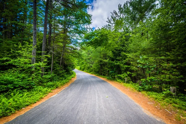 Road through a forest at Bear Brook State Park, New Hampshire. — Stock Photo, Image