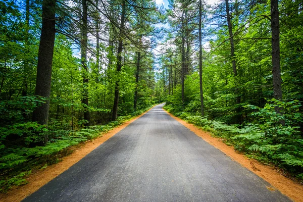 Road through a forest at Bear Brook State Park, New Hampshire. — Stock Photo, Image