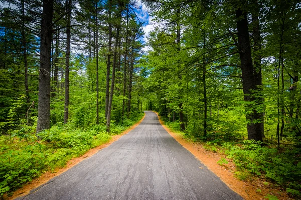 Strada attraverso una foresta a Bear Brook State Park, New Hampshire . — Foto Stock