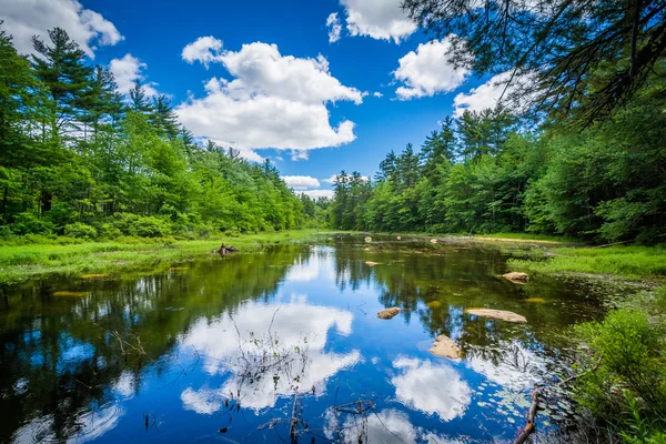 Mały staw w Bear Brook State Park, New Hampshire. — Zdjęcie stockowe