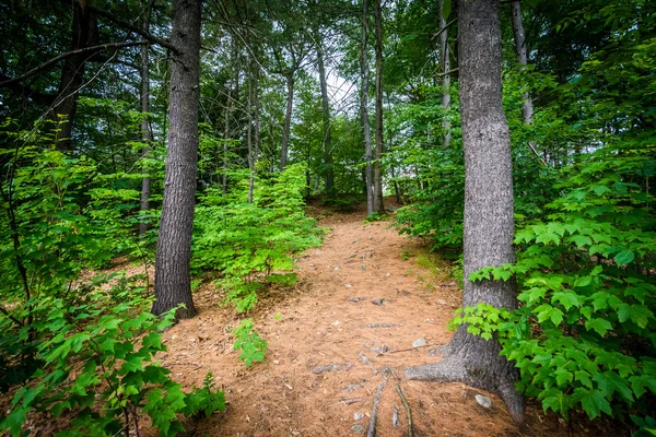 Trail at White Park, in Concord, New Hampshire. — Stock Photo, Image