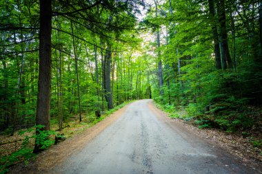 Toprak yol, Ahern State Park, Laconia, New Hampshire.