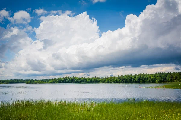 Trawy w Massabesic Lake, w Auburn, w stanie New Hampshire. — Zdjęcie stockowe