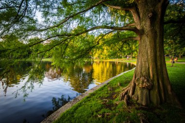 Boston Public Garden, Boston, Göl boyunca kitle ağaç