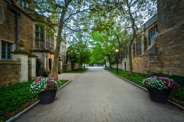 Rose promenad, på campus på Yale University, i New Haven, C — Stockfoto