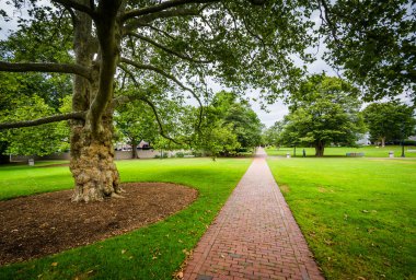Tree and walkway in Hyannis, Cape Cod, Massachusetts. clipart