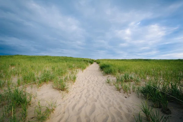 Gramíneas e caminho sobre dunas de areia em Race Point, na Província — Fotografia de Stock