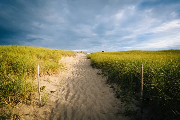 Gramíneas e caminho sobre dunas de areia em Race Point, na Província — Fotografia de Stock