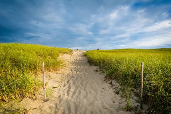 Gramíneas e caminho sobre dunas de areia em Race Point, na Província — Fotografia de Stock