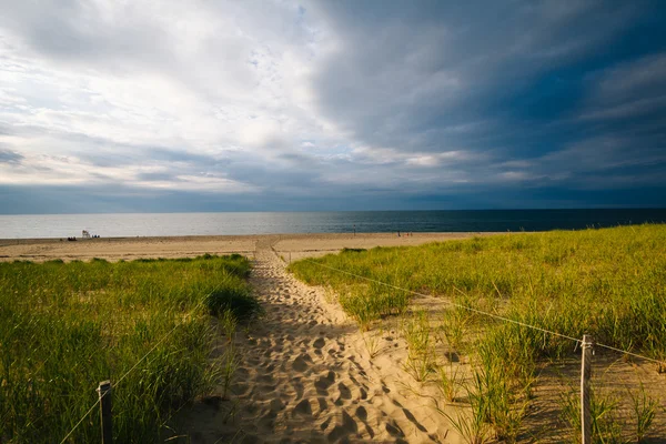 Grasses and path over sand dunes at Race Point, in the Province — Stock Photo, Image